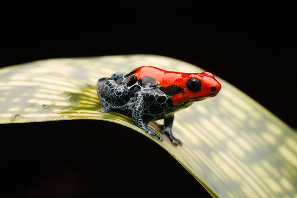 Ranitomeya amazonica Arena Blanca