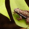 Epipedobates tricolor Cielito - Afbeelding 2