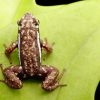 Epipedobates tricolor Cielito - Afbeelding 3