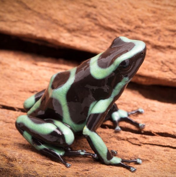 Dendrobates auratus "Nicaragua"