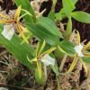 Dinema polybulbon - Afbeelding 2