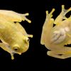 Hyalinobatrachium fleischmanni - Afbeelding 2