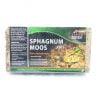 Sphagnum mos - Afbeelding 2