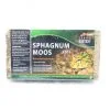 Sphagnum mos - Afbeelding 2