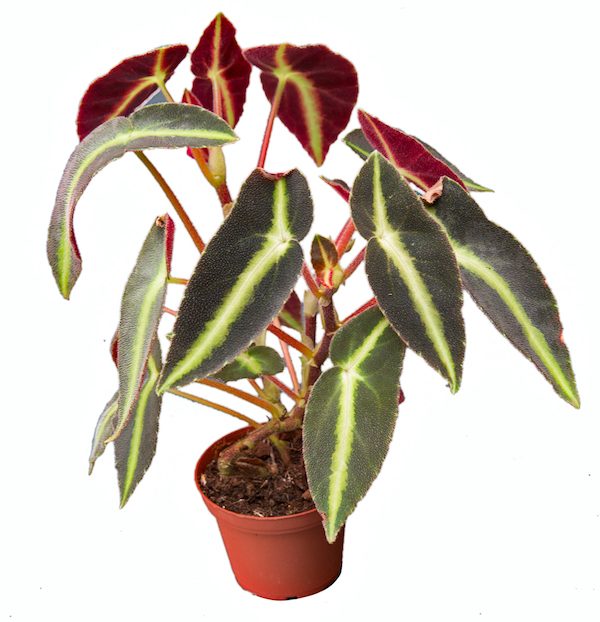 Begonia listada