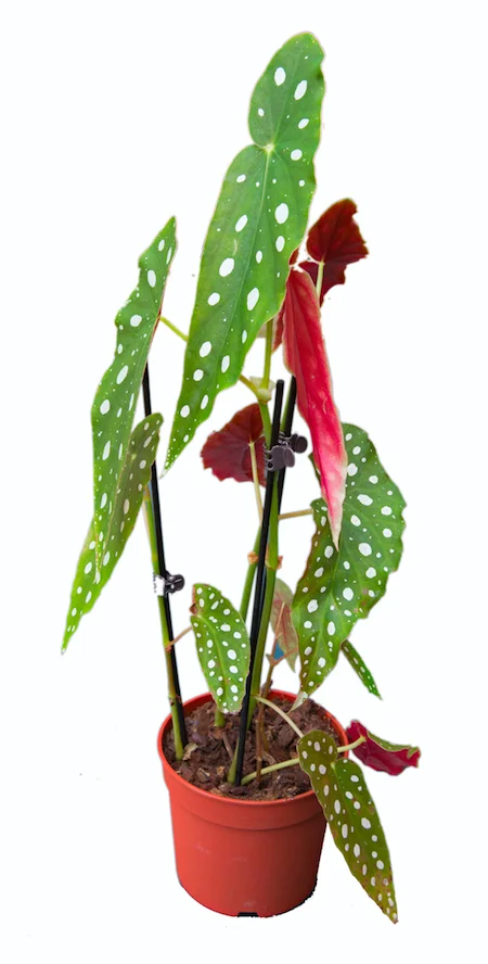 Begonia maculata wightii Dutch Rana