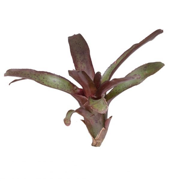 Neoregelia amazon stek