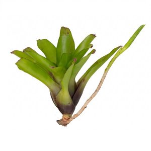 Neoregelia “green fireball” stek