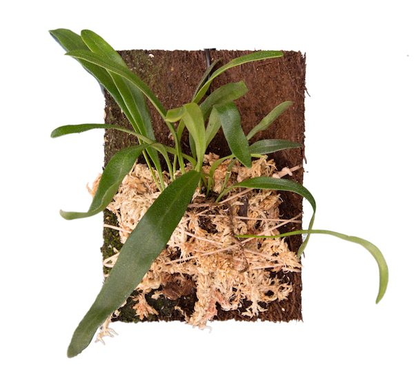Pyrrosia lanceolata opgebonden op varenwortel