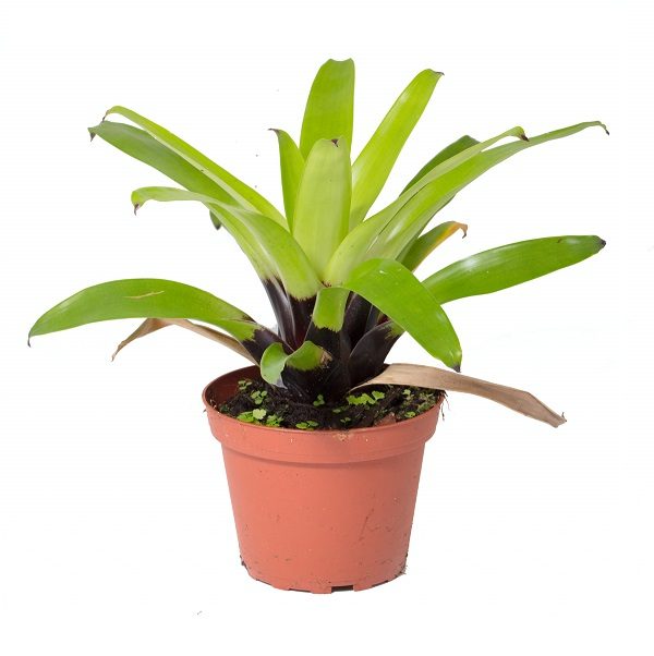 Vriesea erythrodactylon