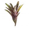 Neoregelia “Betty Head“ - Afbeelding 2
