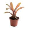 Neoregelia rubrifolia var. gespot - Afbeelding 2