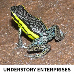 Ameerega pongoensis