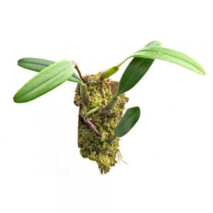 Bulbophyllum ambrosia