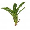 Neoregelia punctatissima - Afbeelding 2