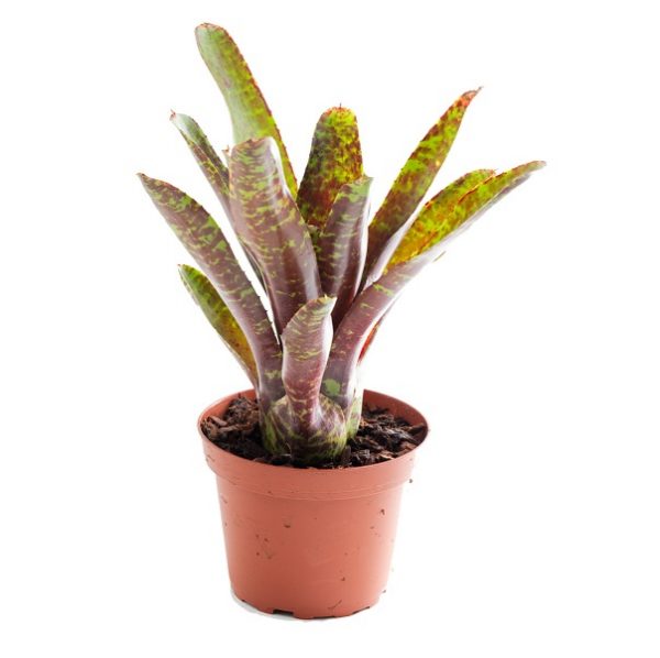 Neoregelia “Betty Head“