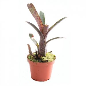 Neoregelia ampullacea var. purpurea stek