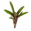 Neoregelia blushing tiger (Perfecta x Marnier-lapostolle) - Afbeelding 2