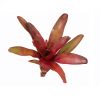 Neoregelia fuego stek - Afbeelding 2