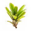 Neoregelia 'Red Tips' stek - Afbeelding 2