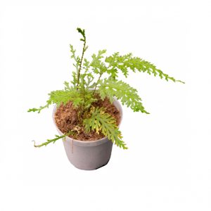 Selaginella spec. Costa Rica