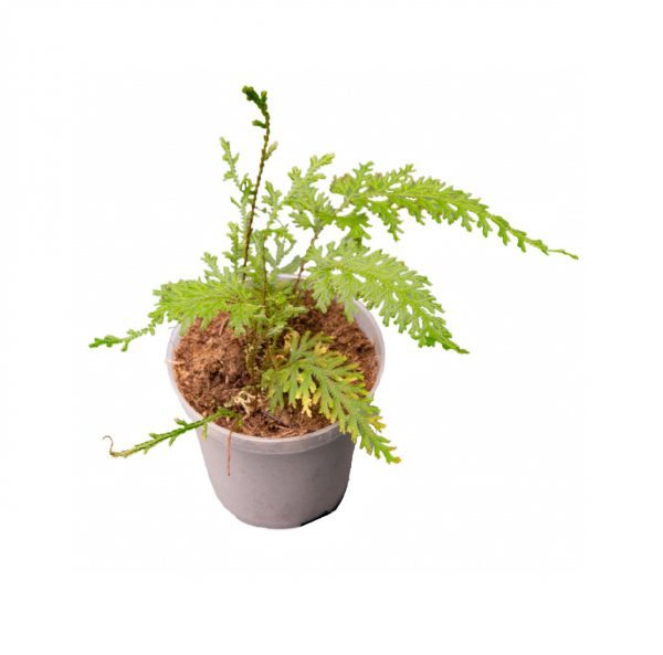Selaginella spec. Costa Rica