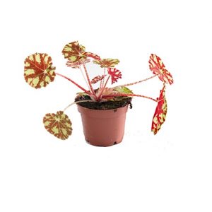 Begonia bowerae