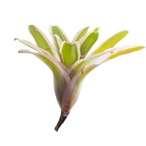 Neoregelia fireball variegata stek