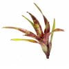 Neoregelia 'Demeter' stek - Afbeelding 4