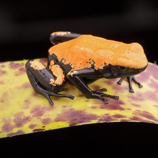 Adelphobates galactonotus (Oranje)