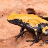 Adelphobates galactonotus (Oranje) - Afbeelding 2