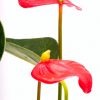 Anthurium andreanum "Mini" Mini-flamingo-bloem - Afbeelding 2