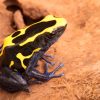 Dendrobates tinctorius "Nominaat" - Afbeelding 2