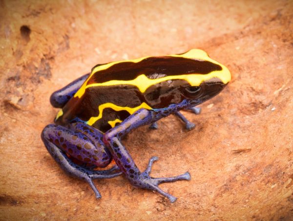 Dendrobates tinctorius "Nominaat"