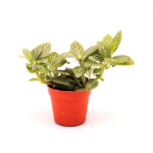 Fittonia argyronauta 'mini' mozaïekplant