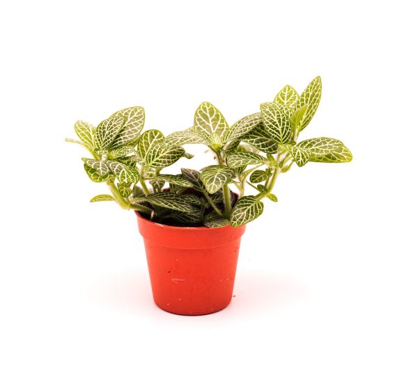 Fittonia argyronauta 'mini' mozaïekplant
