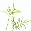 Philodendron polypodioides - Afbeelding 2