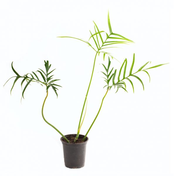 Philodendron polypodioides