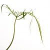 Philodendron polypodioides - Afbeelding 3