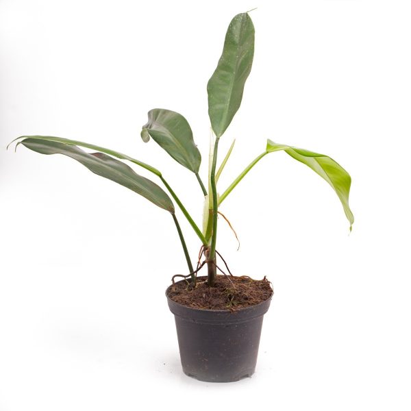 Philodendron spec. 'Iquitos Peru'
