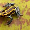 Ranitomeya imitator "Yurimaguas" Import UE - Afbeelding 2