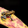 Ranitomeya imitator "Yurimaguas" Import UE - Afbeelding 3