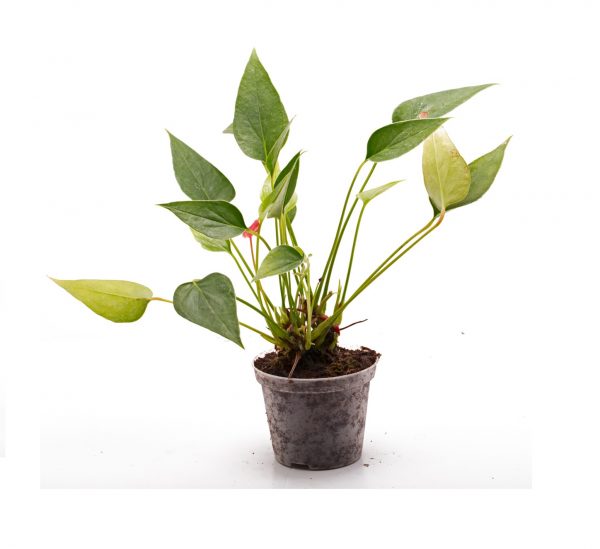 Anthurium andreanum "Mini" Mini-flamingo-bloem