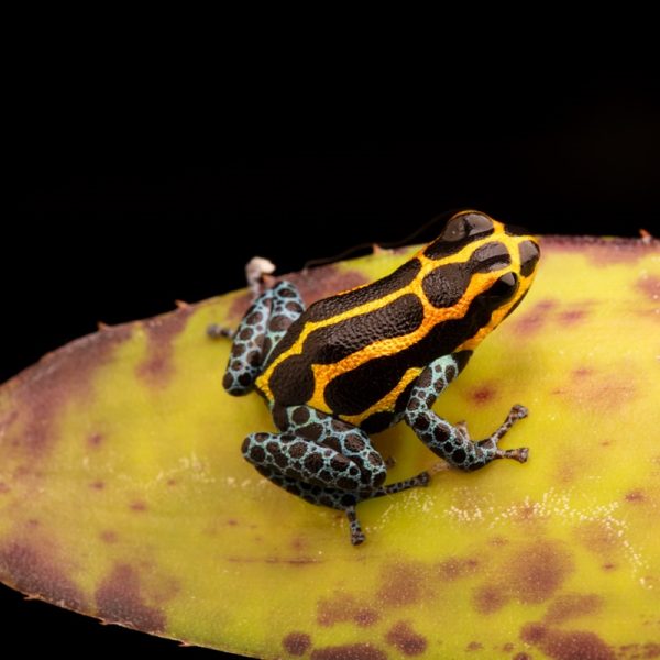 Ranitomeya imitator "Yurimaguas" Import UE