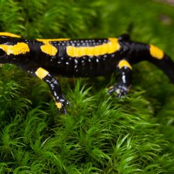 gaia zoo limburg huis-15