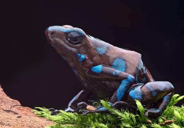 Dendrobates auratus Superblue