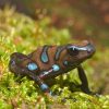 Dendrobates auratus "Superblue" Import UE - Afbeelding 2
