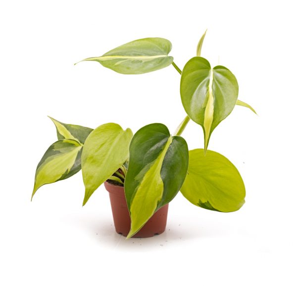 Philodendron scandens variegata