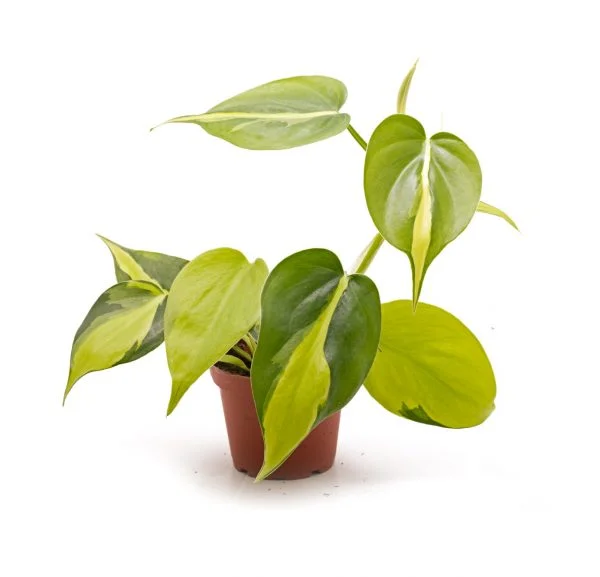 Philodendron scandens variegata