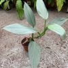 Philodendron hastatum - Afbeelding 2